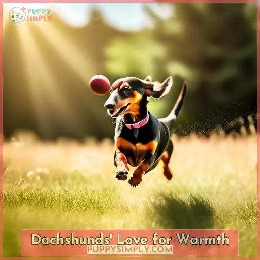 Dachshunds