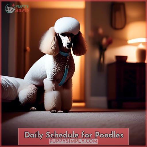 Daily Schedule for Poodles