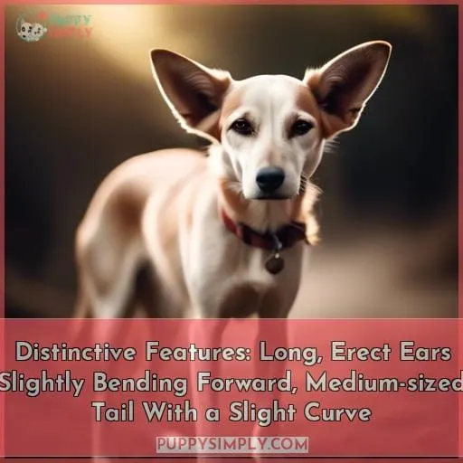 Distinctive Features: Long, Erect Ears Slightly Bending Forward, Medium-sized Tail With a Slight Curve