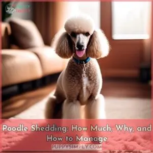 do poodles shed