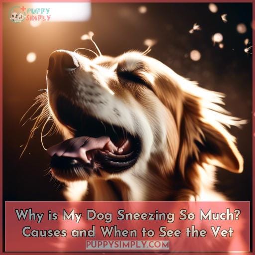 Why Is My Dog Sneezing So Much? Causes and When to See the Vet