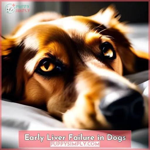 Early Liver Failure in Dogs