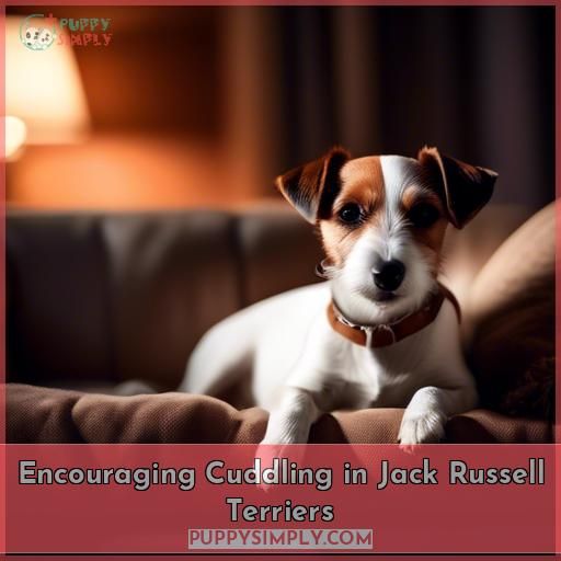 Encouraging Cuddling in Jack Russell Terriers