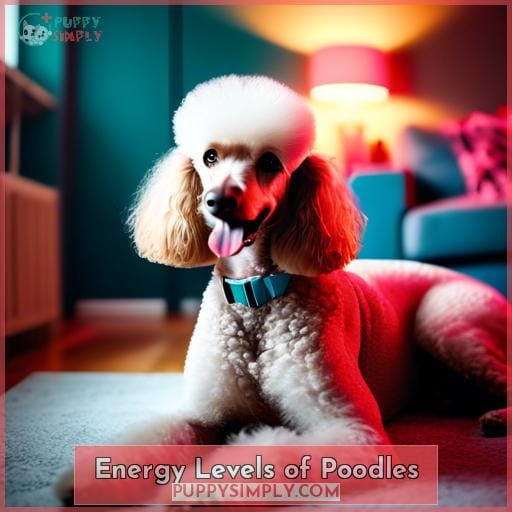 Energy Levels of Poodles