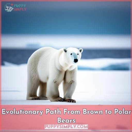 Evolutionary Path From Brown to Polar Bears Evolutionary Path From Brown to Polar Bears
