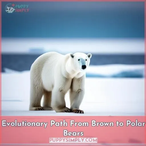 Evolutionary Path From Brown to Polar Bears