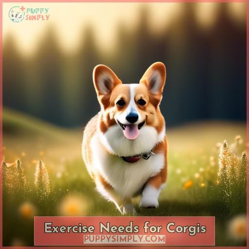 Exercise Needs for Corgis