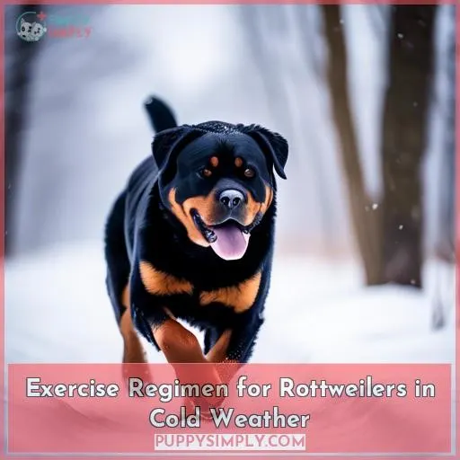 Exercise Regimen for Rottweilers in Cold Weather