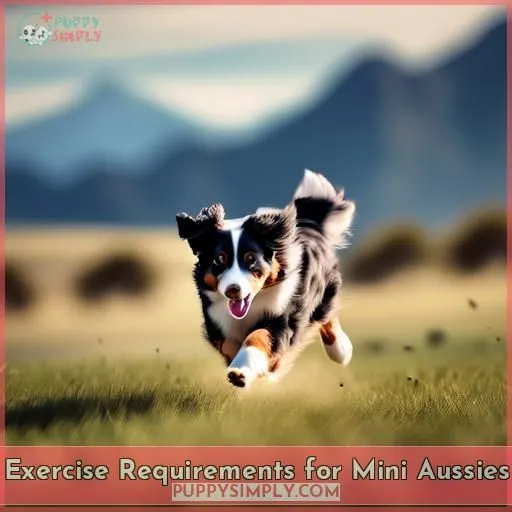 Exercise Requirements for Mini Aussies