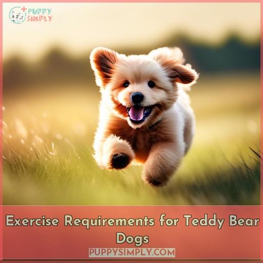 Exercise Requirements for Teddy Bear Dogs
