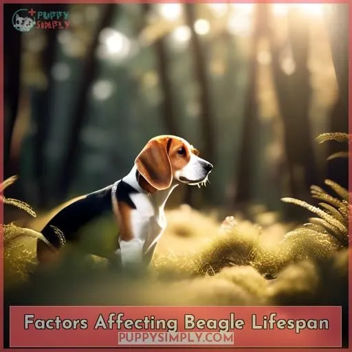 Factors Affecting Beagle Lifespan
