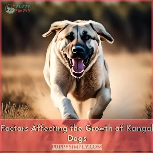 Factors Affecting the Growth of Kangal Dogs