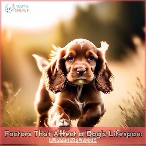 Factors That Affect a Dog's Lifespan: Factors That Affect a Dog's Lifespan: