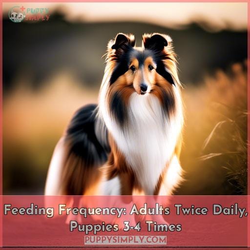 Feeding Frequency: Adults Twice Daily, Puppies 3-4 Times