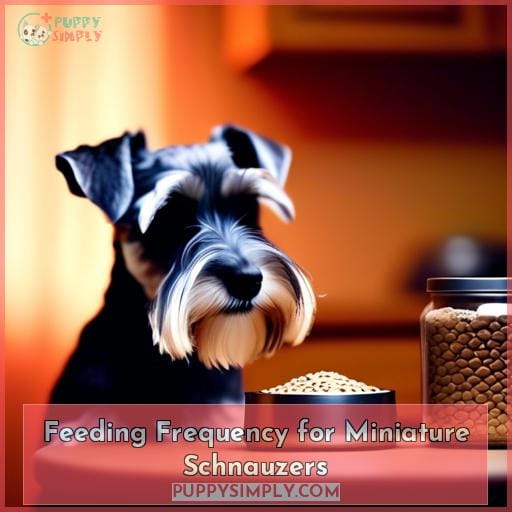 Feeding Frequency for Miniature Schnauzers