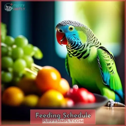 Feeding Schedule