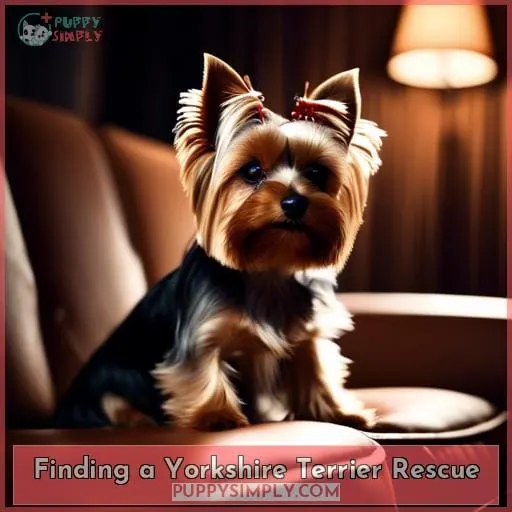 Finding a Yorkshire Terrier Rescue