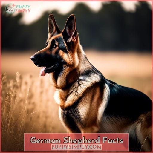 German Shepherd Facts