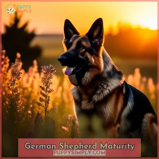 German Shepherd Maturity