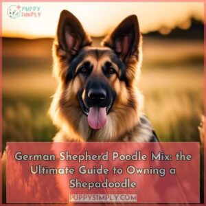 german shepherd poodle mix
