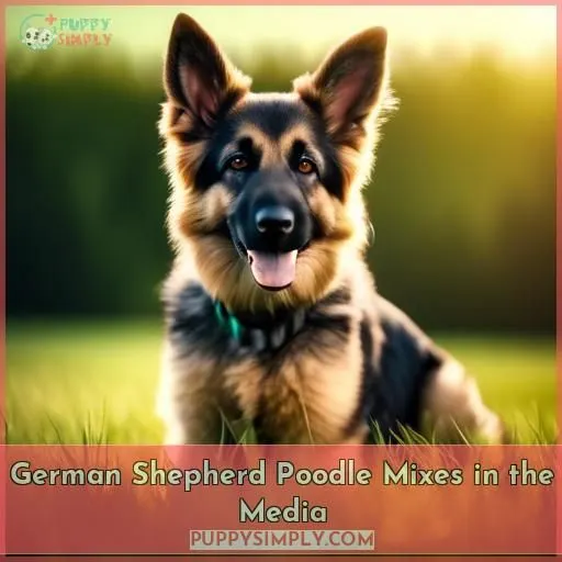 German Shepherd Poodle Mixes in the Media