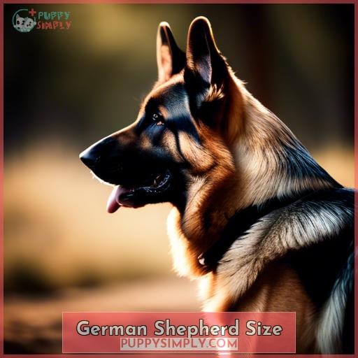 German Shepherd Size
