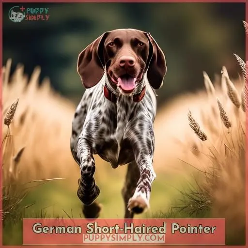 German Short-Haired Pointer