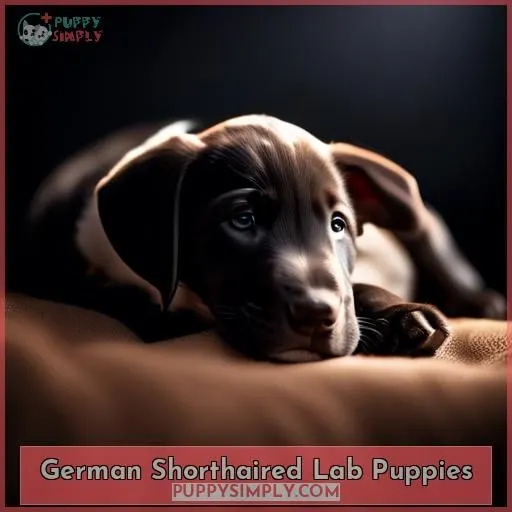 German Shorthaired Lab Puppies
