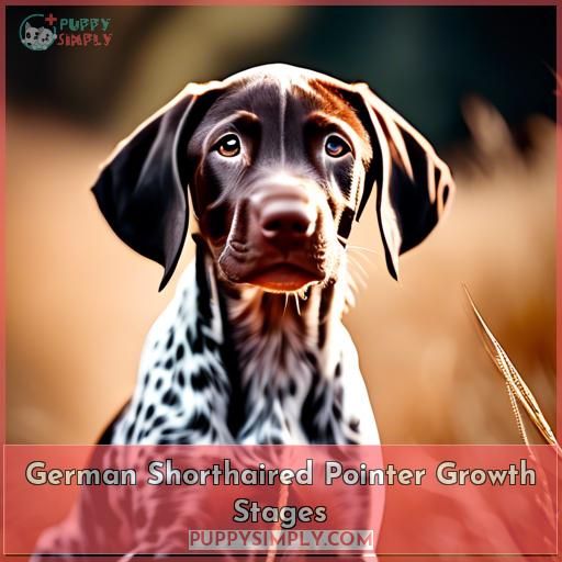 German Shorthaired Pointer Growth Stages