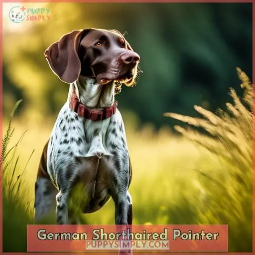 German Shorthaired Pointer