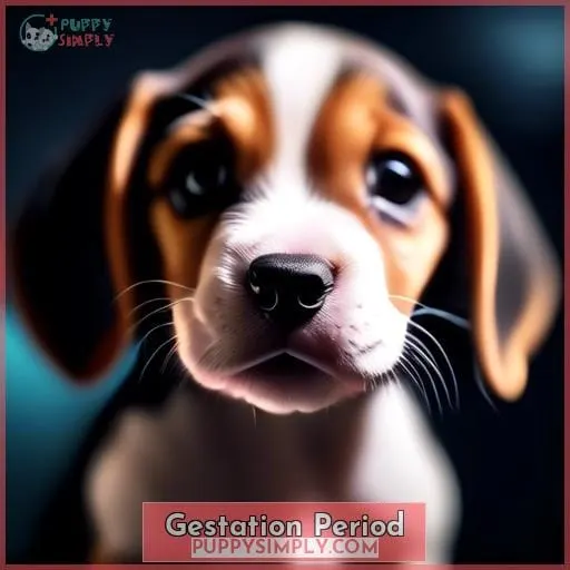 Gestation Period