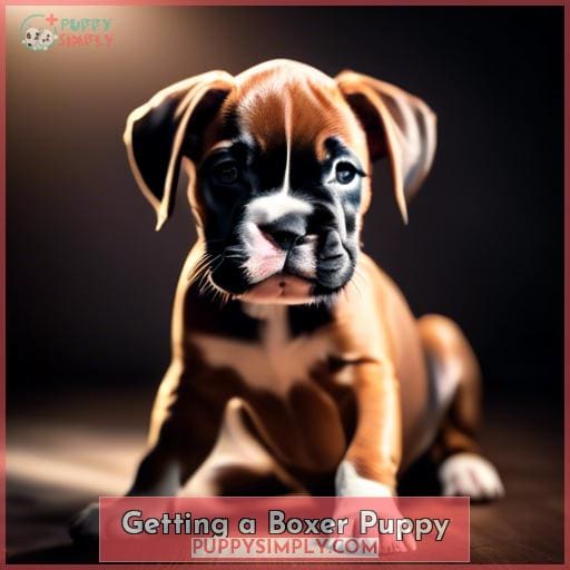 Getting a Boxer Puppy