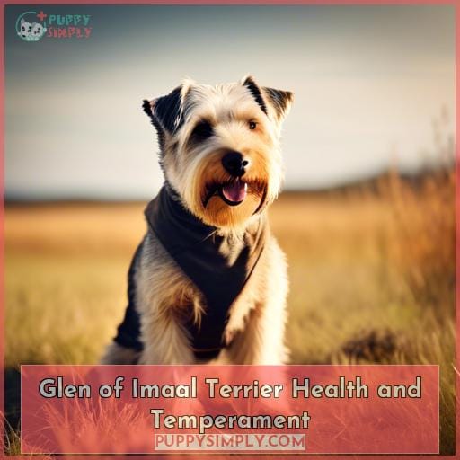 Glen of Imaal Terrier Health and Temperament