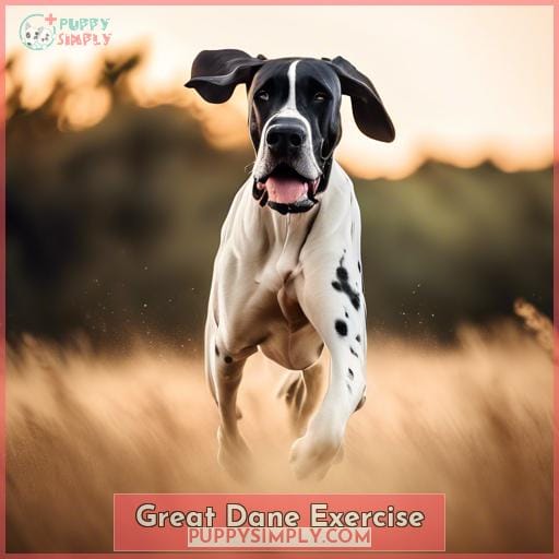 Great Dane Exercise