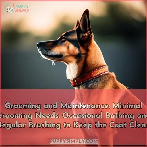 Grooming and Maintenance: Minimal Grooming Needs. Occasional Bathing and Regular Brushing to Keep the Coat Clean