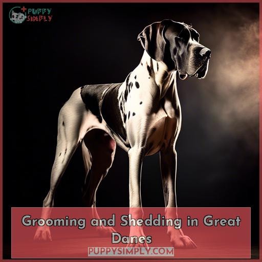 Grooming and Shedding in Great Danes