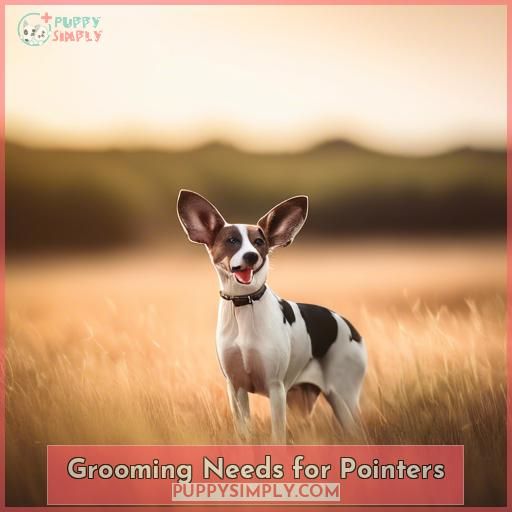 Grooming Needs for Pointers