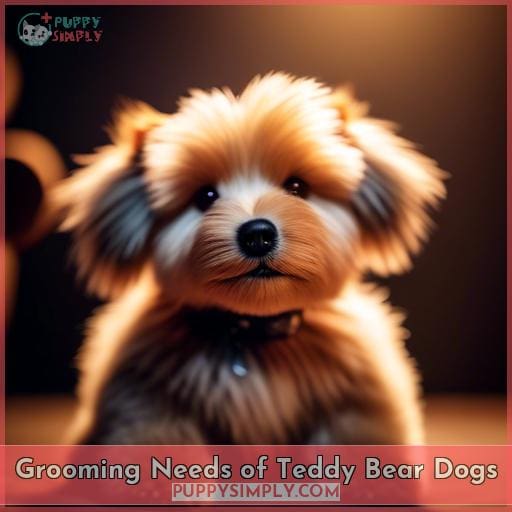 Grooming Needs of Teddy Bear Dogs