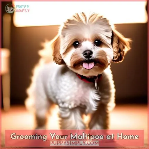 Grooming Your Maltipoo at Home