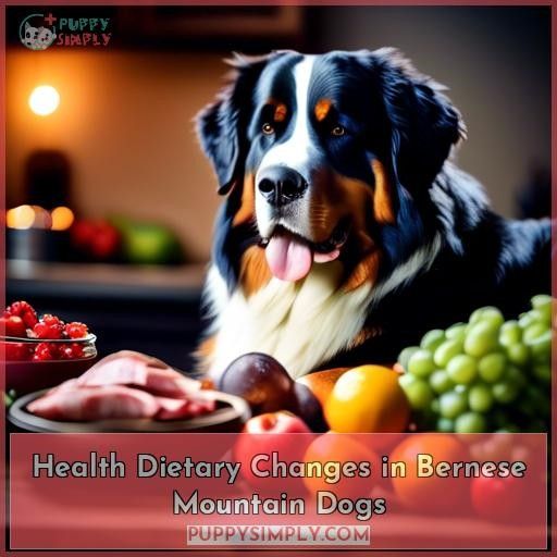Health Dietary Changes in Bernese Mountain Dogs