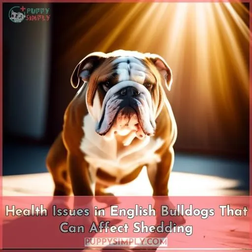 Health Issues in English Bulldogs That Can Affect Shedding