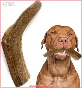 Heartland Elk Antlers for Dogs