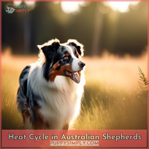 Heat Cycle in Australian Shepherds Heat Cycle in Australian Shepherds