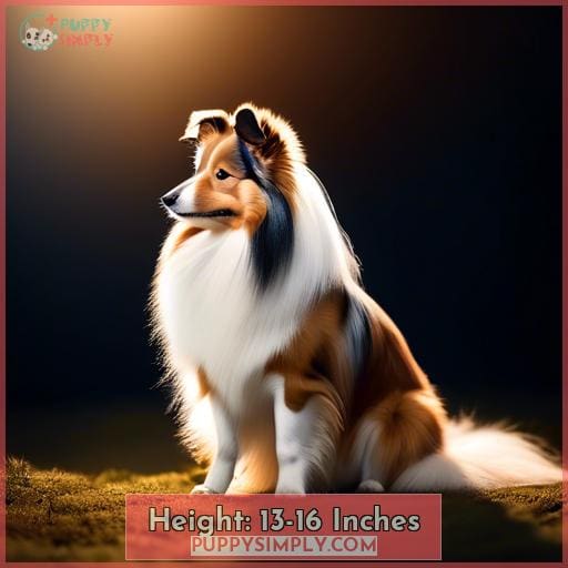 Height: 13-16 Inches