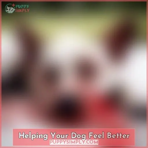 Helping Your Dog Feel Better