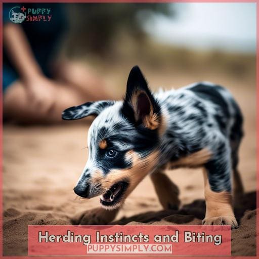 Herding Instincts and Biting