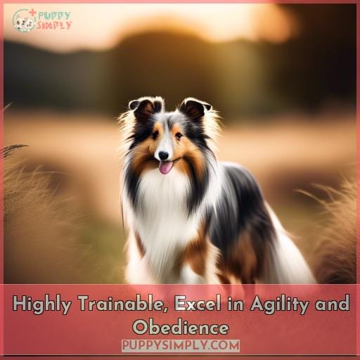 Highly Trainable, Excel in Agility and Obedience