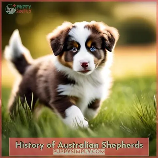 History of Australian Shepherds