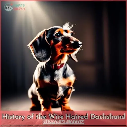 History of the Wire Haired Dachshund