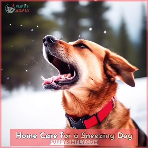 Home Care for a Sneezing Dog